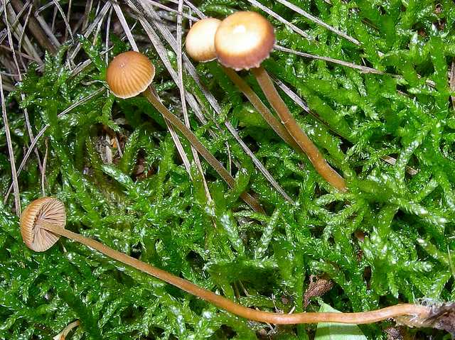 Galerina rubiginosa (Pers.) Khner